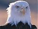 Eagle's Avatar